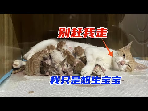 流浪貓三番五次跑進餐廳，原來是為了尋找產房。母愛太偉大了！