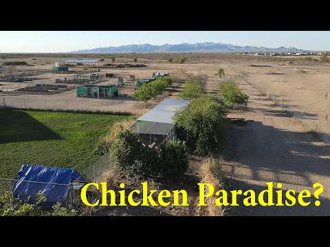 Raising Laying Hens in the Desert… The Results Will Surprise You