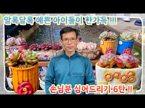 알록달록 예쁜 아이들이 한가득 !!! 다시 돌아온 손님분 심어드리기 6탄 !! 여러분 ~ 어서들 구경오세요 !!