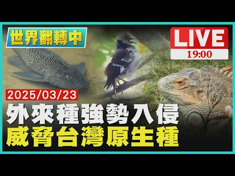 警訊！外來物種強勢入侵 威脅台灣原生種【#世界翻轉中】#完整版 ｜20250323 #外來種 #入侵 #生態