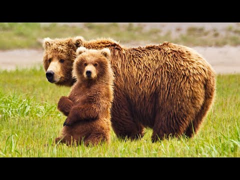A Day in the Life of A Bear Whisperer