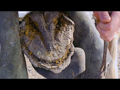 The Biggest Shoes I Have Ever Put On a Horse! Shoeing Massive Draft Horse With Handmade Shoes Part 1
