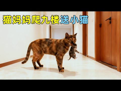 只是喂了它一点食物，流浪猫居然爬9楼送小猫