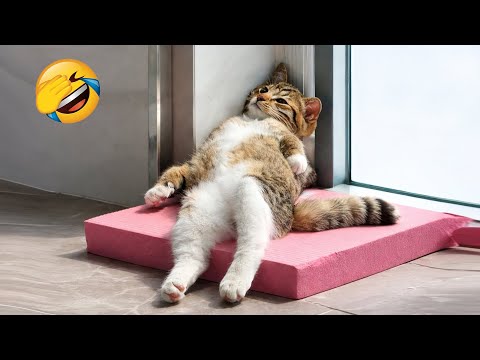 You Canβt Stop Laughing At These Cats π€£π
Best Funny Cats and Dogs Videos πΉπΆ