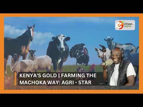 | Kenya's Gold | Farming the Machoka way: Agri - Star