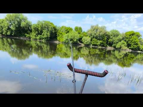 Раздача сазана на фидер. Рыбалка на Дону в мае 2024 #1