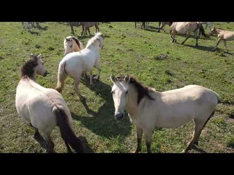 Ранчо на Урале. КФХ Идиятуллина Х.С