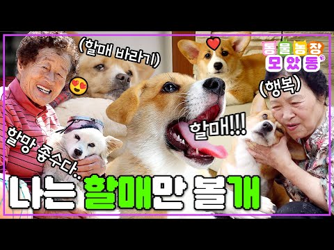 [#모았동물농장] 함께이기에 귀여움이 두 배!😍 눈물 콧물 쏙 빼놓는 할머니와 강아지 모음♥️ #TV동물농장 #AnimalFarm #SBSstory