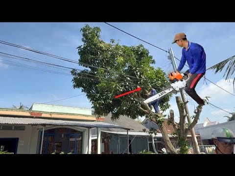 Our Charity Group cut down the mango tree entangled in the power lines and brought it back to use...