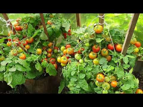 Мини томаты ломятся от урожая Балконное ЧУДО Вырастет и в горшке И в саду.