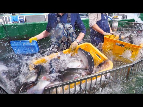 노르웨이산 연어는 그만! 국내 유일 ! 연간100톤 출하 하는 연어양식장 | The whole Process of an Amazing Salmon farm | Korean food
