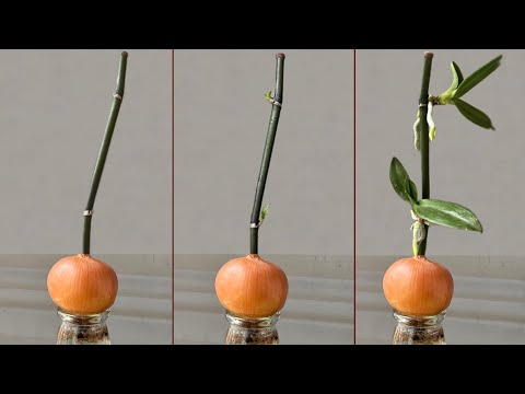 Chỉ củ Hành! Cây lan lập tức mọc trên cành và nở hoa quanh năm