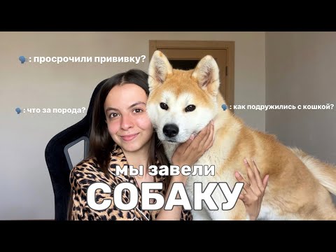МЫ КУПИЛИ СОБАКУ | АКИТА-ИНУ | ЩЕНОК