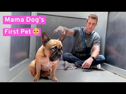 Watch the moment Mama Dog Used for Puppies is Pet for First Time 🥹