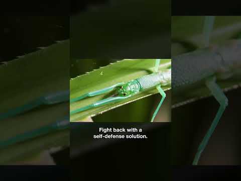 This Insect Fights Back With a Self-Defense Solution | #DeepLook #Shorts