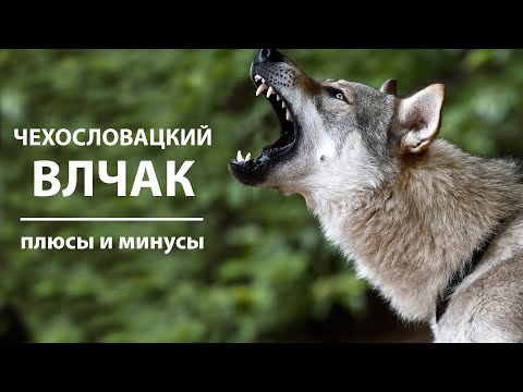 ЧЕХОСЛОВАЦКИЙ ВЛЧАК. Плюсы и минусы породы вольфхунд | Czechoslovakian Wolfdog