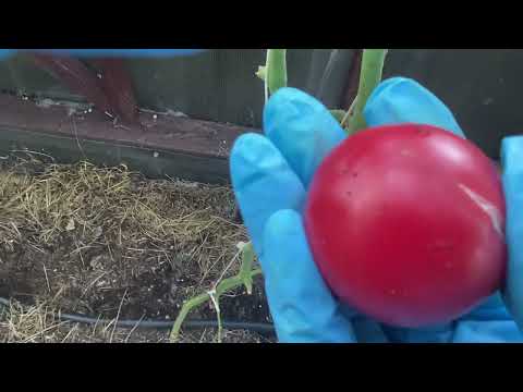 Продолжение обзора томатных сортов в моей теплице. Август 2025 г. Латвия