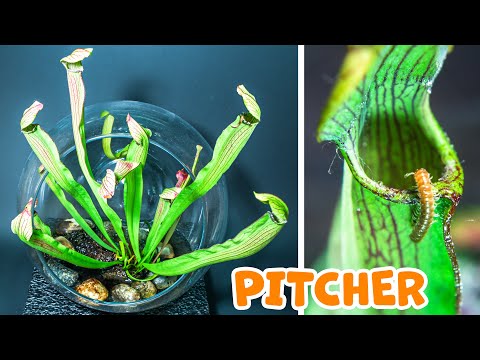 PITCHER Plant Growing Time Lapse (200 Days)