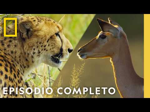 Juegos de Guerra | Reino Salvaje | Nat Geo en Español