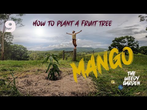 PLANTING A MANGO TREE - on top of a wallaby