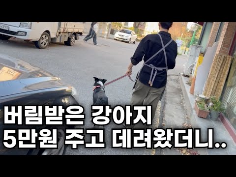 버림 받은 개, 알고보니 천재견?! 세계에서 가장 똑똑한 강아지를 키우는 시골 미용사