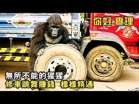 富豪欠銀行100億不還，假扮猩猩出逃，卻不料遇到個憨憨司機，爆笑喜劇《你好查理》