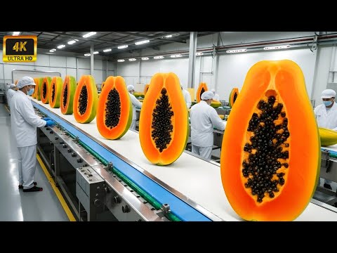 Inside a Papaya Juice Factory: Fresh Papayas to Bottled Juice (Full Process)