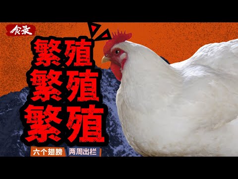 一年吃掉50亿只,42天就出栏的白羽鸡真的没问题吗?【食录】