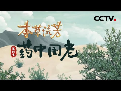 “药中国老”还是“治沙卫士”，甘草究竟有多神奇？《本草流芳》 第4集 药中国老 | CCTV「本草流芳」