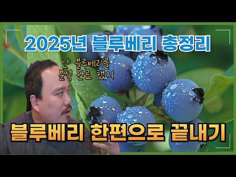 2025년) 블루베리 이 영상으로 모두 끝내드립니다. 블루베리 특성부터 재배력까지 한번에 알려드립니다 | 블루베리 재배교육 | 농사 100단