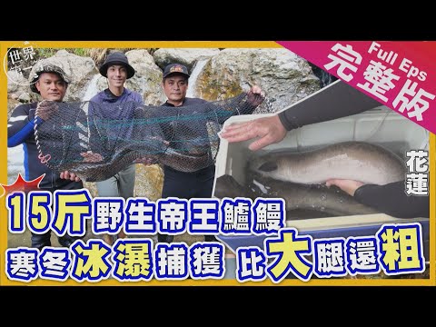 【花蓮】山海獵人｜粗如蟒蛇的大尾鱸鰻/竹槍射螃蟹/農田惡霸鬼鼠/全台限定 韭菜臭豆腐《世界第一等》1033集完整版 Taiwan Full EP. 1033  EngSub Hualien Eels
