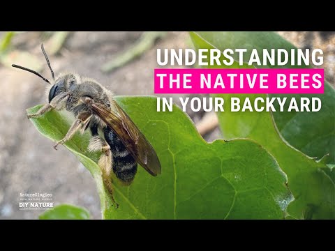 Exploring Native Bees: Unveiling the Secret World of Fuzzy Pollinators