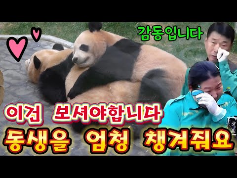 Everland Panda World November 17 Oh my gosh, Louis loves his little brother so much.