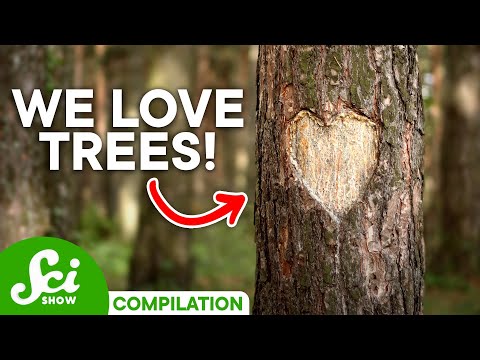 What You Never Knew About Trees | SciShow Compilation