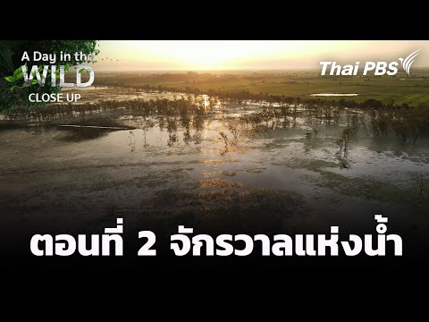 Chapter 2: The Water Universe | A Day in the Wild Close Up Series