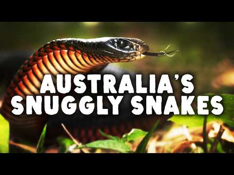 Not Everything in Australia Wants to Kill You