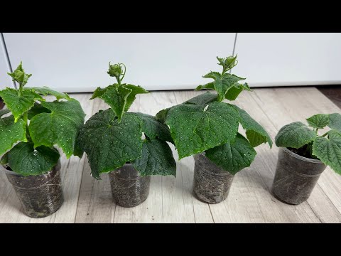 МАЛО КТО ЗНАЕТ ЧТО РАССАДА ОГУРЦОВ таким СПОСОБОМ  всегда растет НИЗКОЙ И ТОЛСТЫМ КРЕПЫШОМ