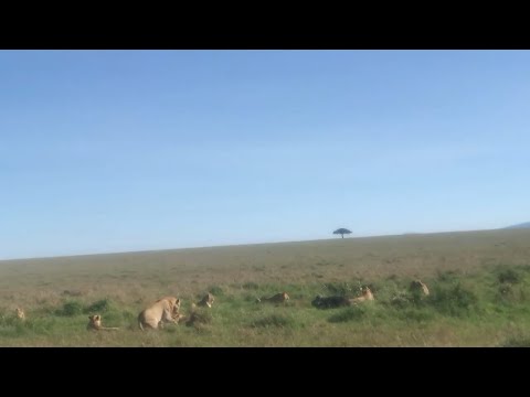 Buffalo plays the patience game and it backfires on him