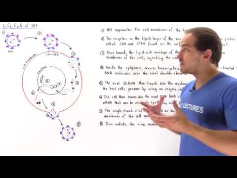 Life Cycle of HIV