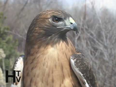Red Tailed Hawks of Utah