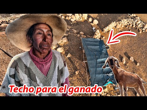 construi TECHO para la TEMPORADA de LLUEVIA / EL GANADO de la SRA YOLANDA ya no PASARA frio