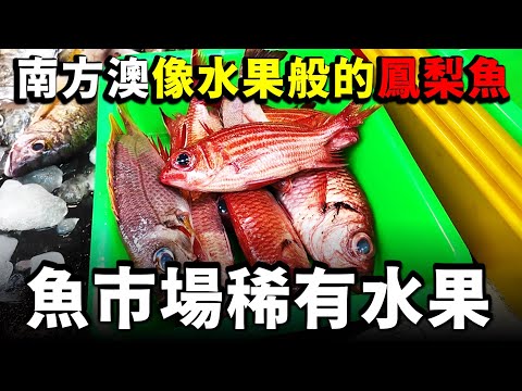 南方澳魚市場賣的「紅色的鳳梨」與「黃色的鳳梨」如何選擇？？這隻竹莢魚少見，但超級好吃喔！