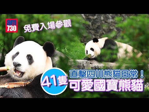 港人免費睇熊貓！四川都江堰熊貓基地 探訪41隻國寶熊貓 開關後逾2,800名港人進場參觀