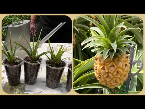 Размножение Ананасов. Отделение отростков (деток) от материнского растения 🌱