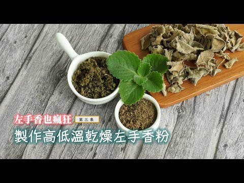 💖製作高溫、低溫左手香粉🌿【左手香也瘋狂系列】第3集，製作左手香萃取油之前必備的步驟，千萬不能省略喔~Making dehydrated Indian borage