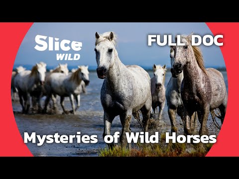 The Wild Horses of the Marshes | SLICE WILD | FULL DOC