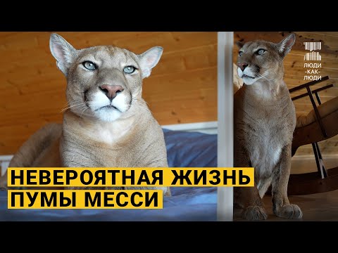 They tamed a wild puma. The story of Messi.