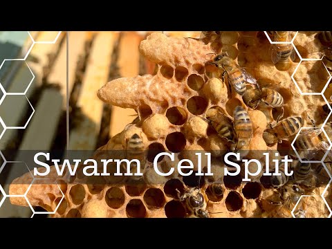 Pt1 USING SWARM CELLS to make a two frame split