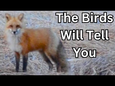 4 Bird Alarms That Find Foxes (Secret Strategy)