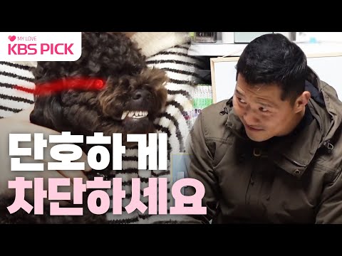 [#개는훌륭하다] 깜빡이 안키고 입질하는 푸들 '로이' ! "주도권을 주지 마세요" 🐶ㅣKBS 230313 방송
